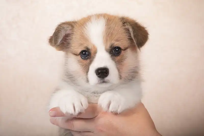 How to Care for a Corgi