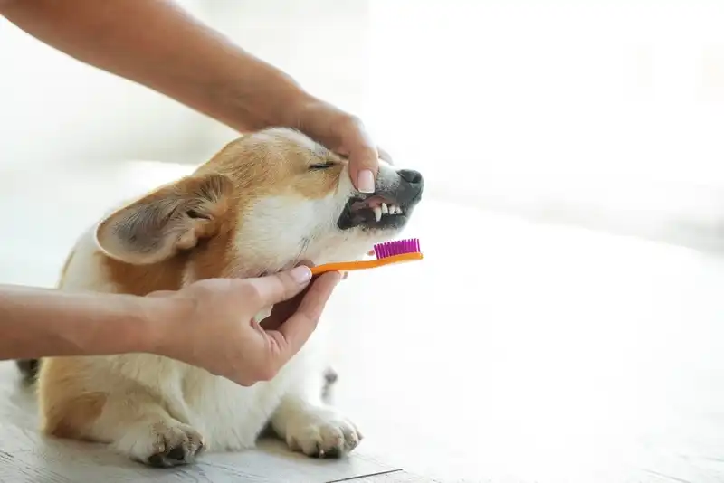 How to Care for a Corgi