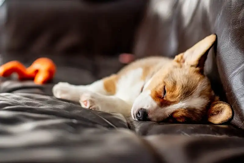 How to Care for a Corgi
