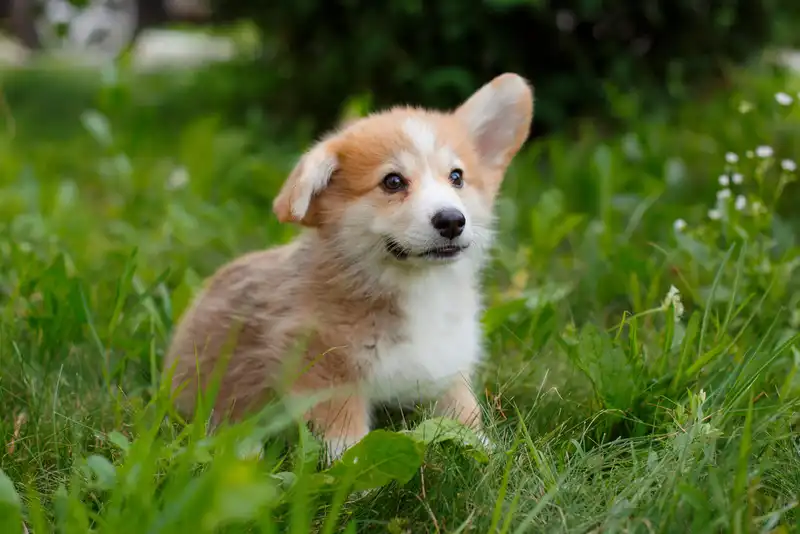 How to Care for a Corgi