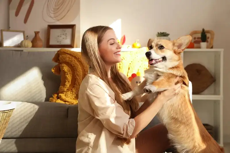 How to Care for a Corgi
