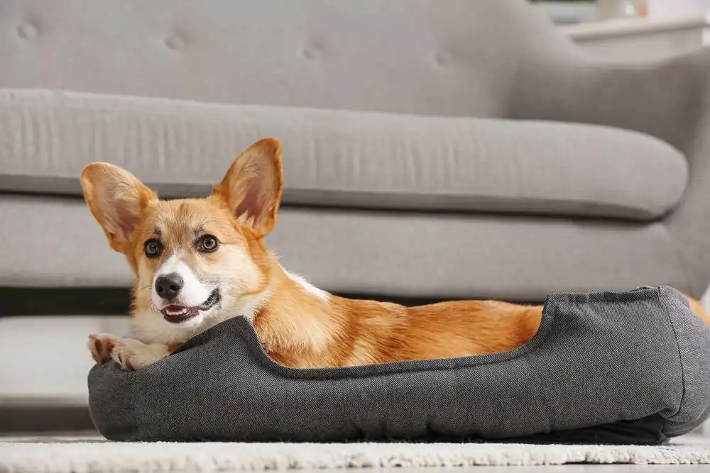 How to Care for a Corgi