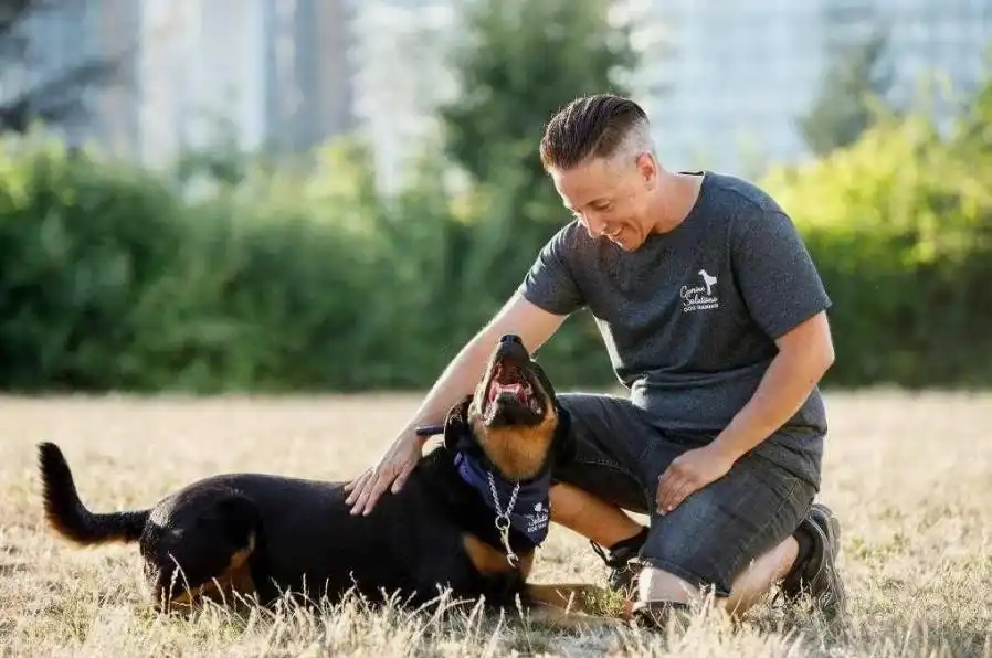 How to reward a dog with praise