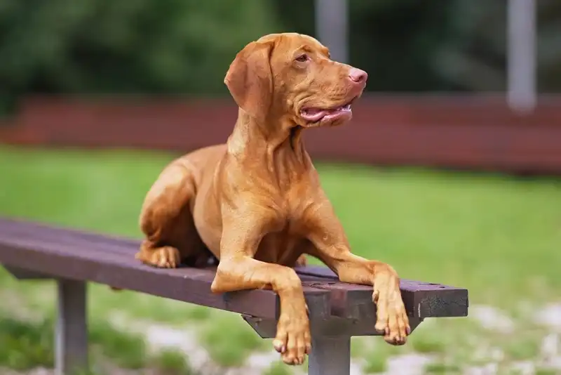Hungarian Vizsla 