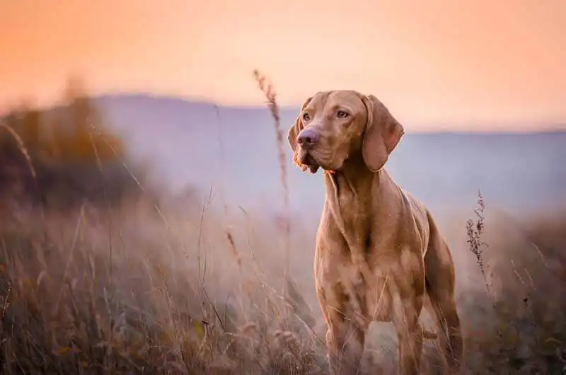 Hungarian Vizsla