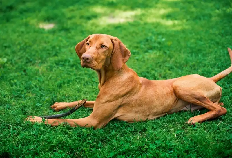 Hungarian Vizsla
