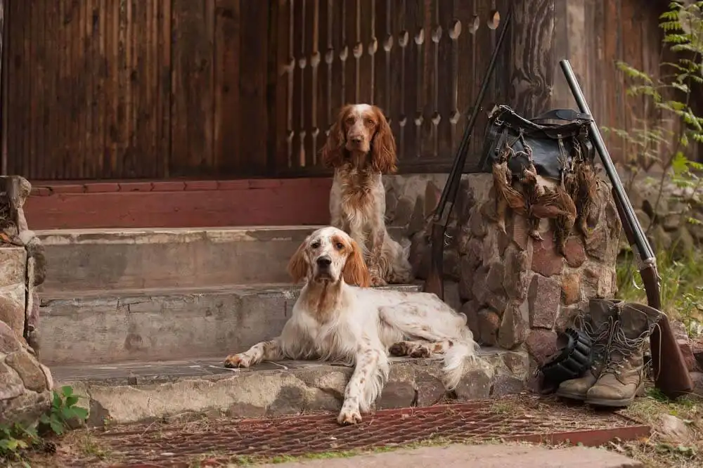 Hunting Dogs