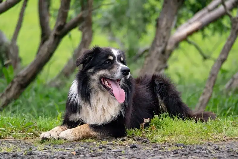 Icelandic Sheepdog (Icelandic Sheepdog)