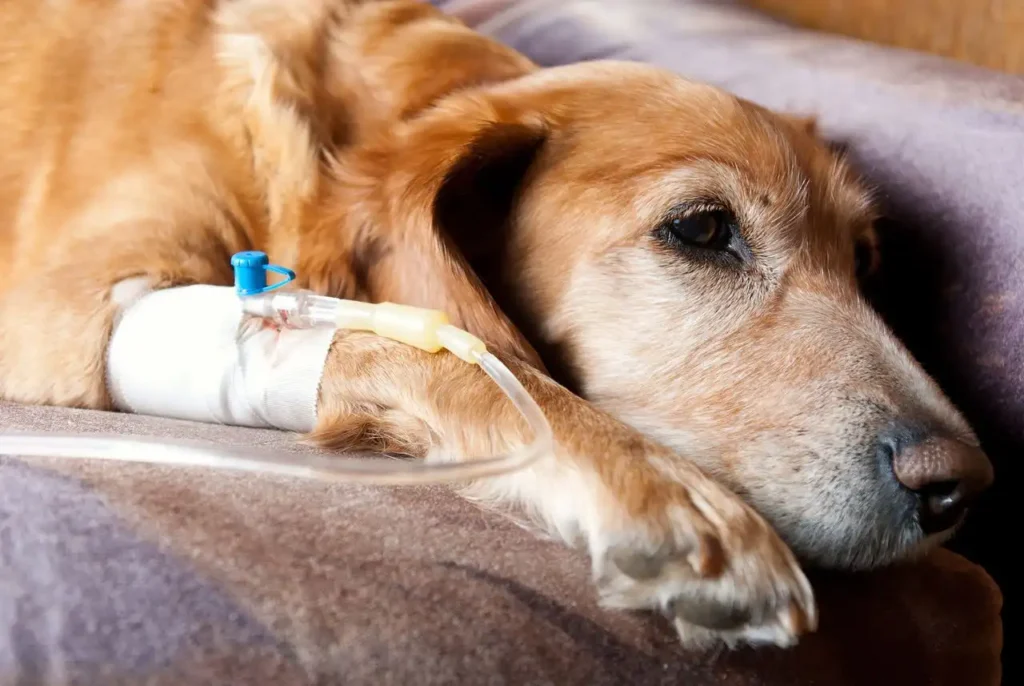 Infectious canine hepatitis