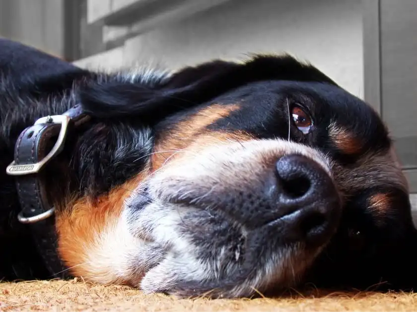 Infectious canine hepatitis