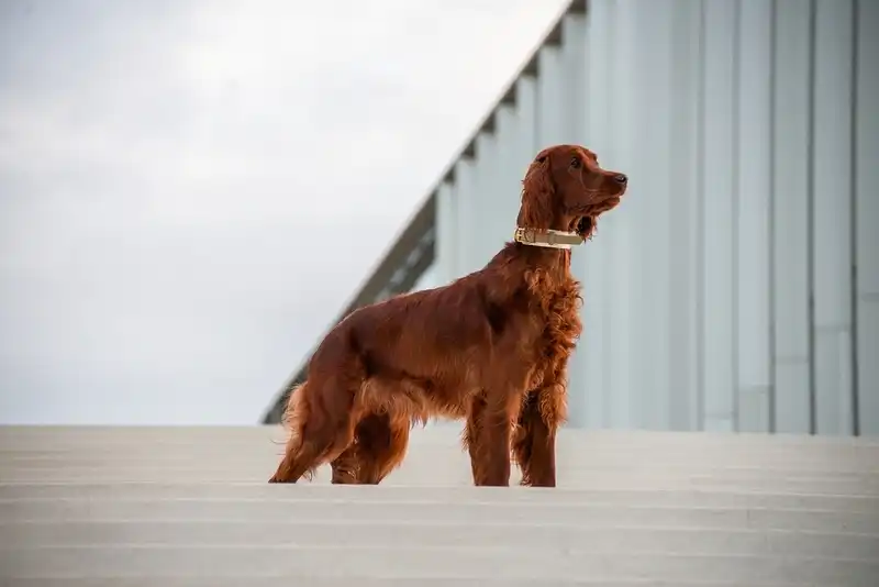 Irish Setter 