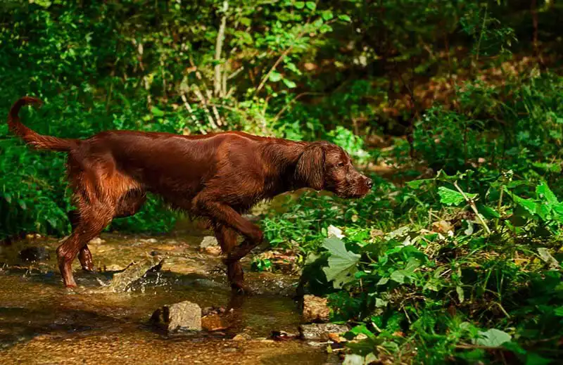 Irish Setter 