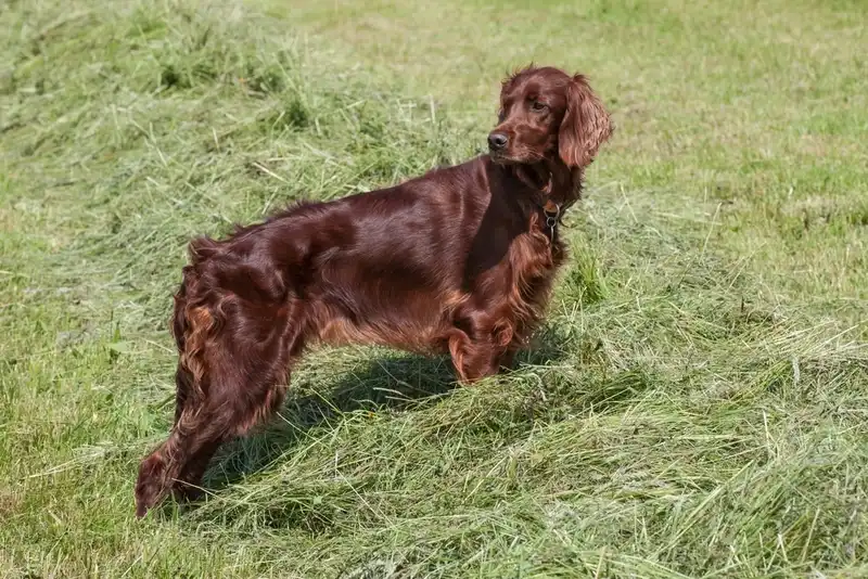 Irish Setter