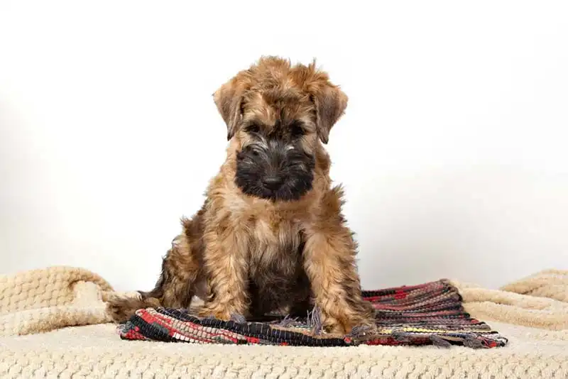 Irish Soft Coated Wheaten Terrier