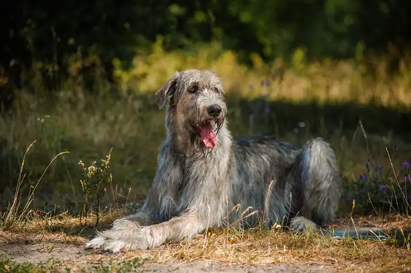 Irish Wolfhound 