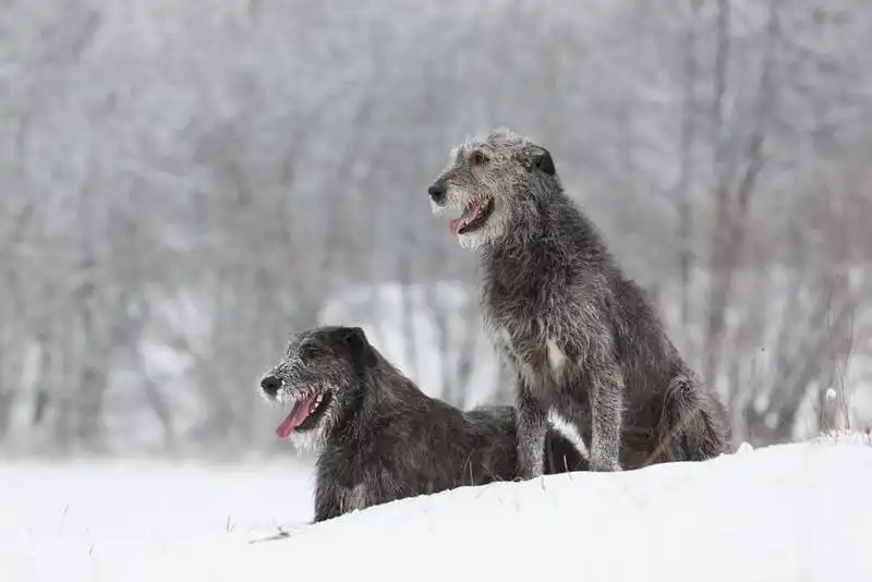 Irish Wolfhound