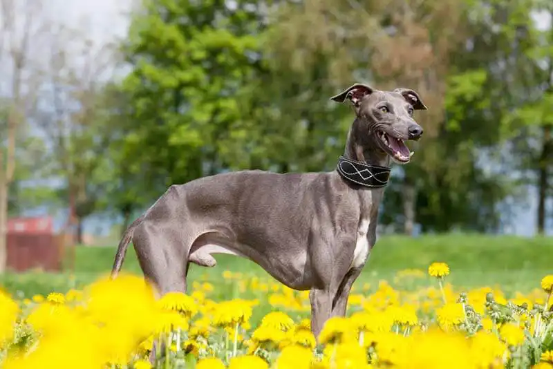 Italian Greyhound 