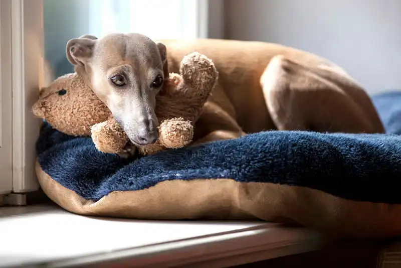 Italian Greyhounds