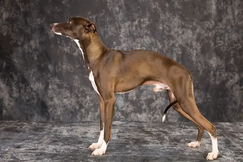 Italian Greyhounds