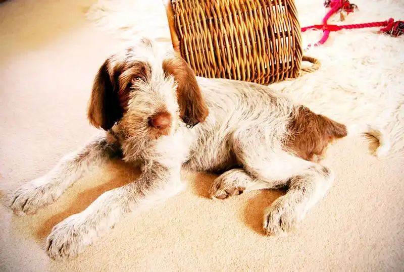 Italian Spinone 