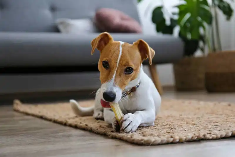 Jack Russell Terrier
