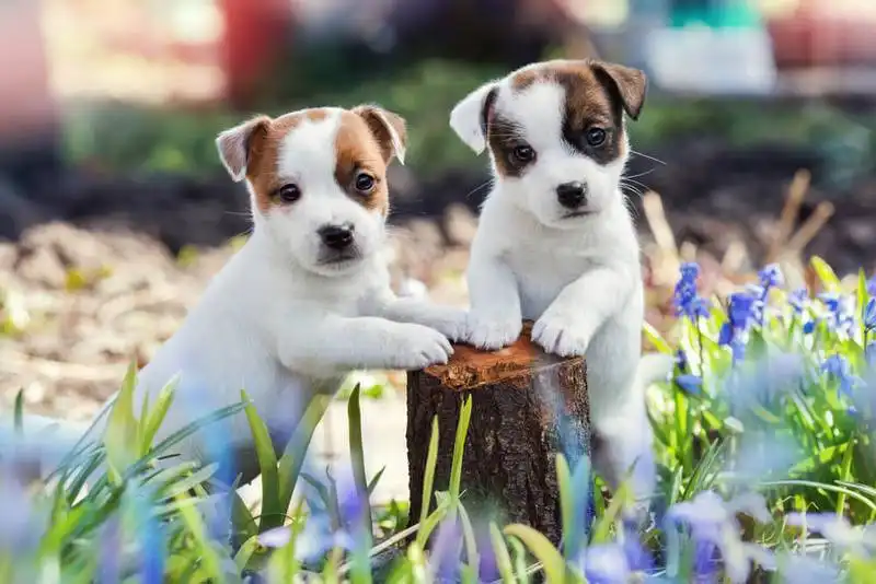 Jack Russell Terrier