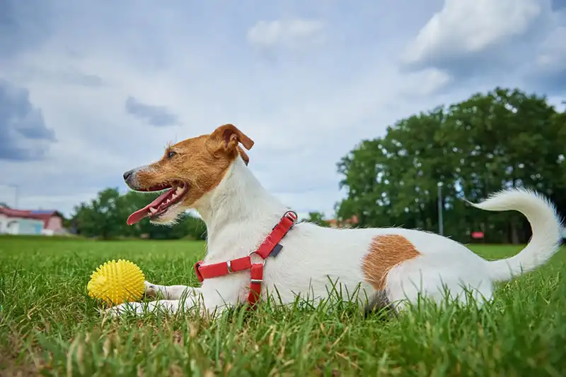 Jack Russell Terrier