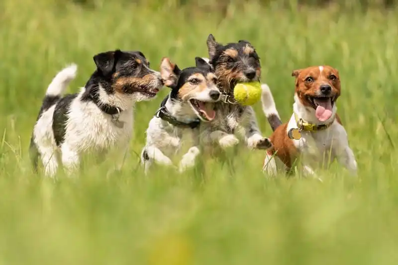 Jack Russell Terrier