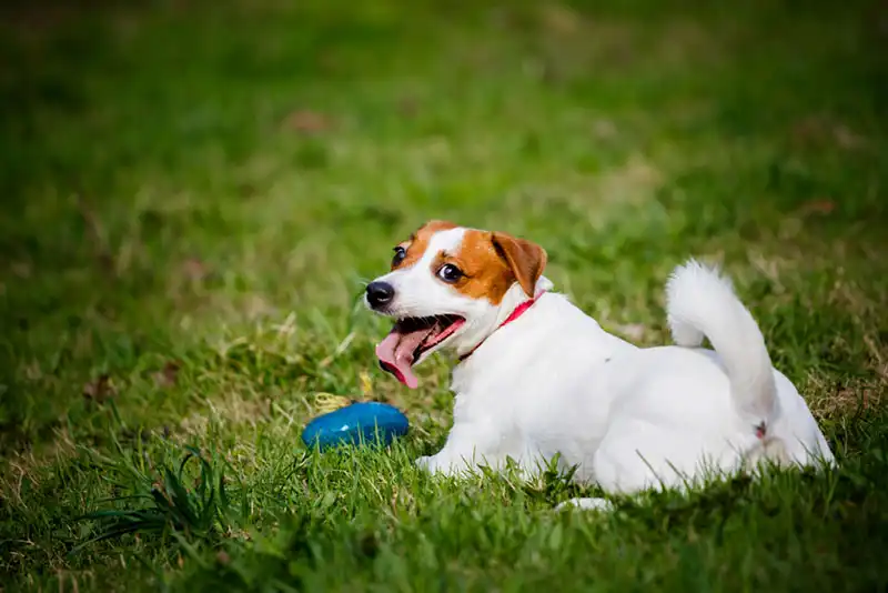 Jack Russell Terrier