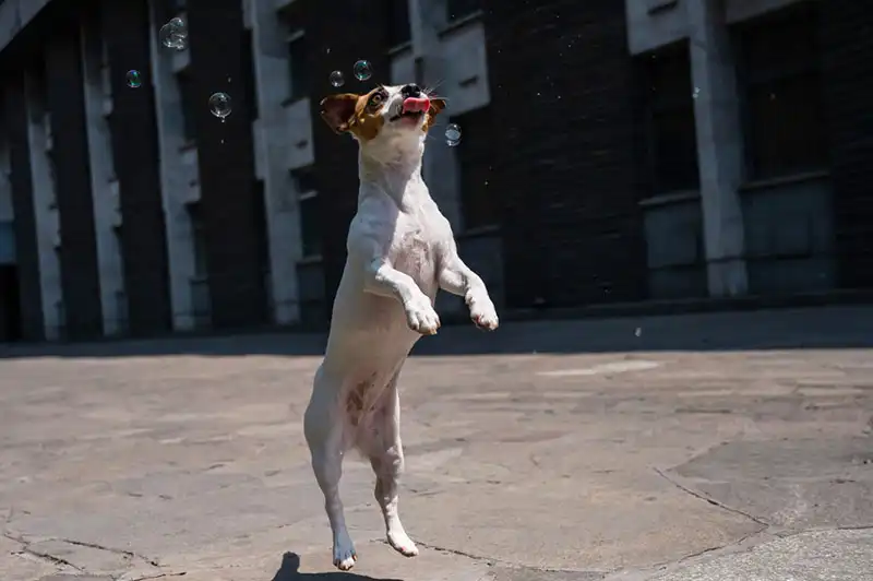 Jack Russell Terrier