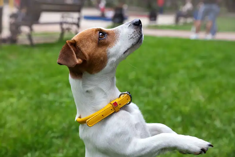 Jack Russell Terrier