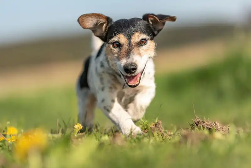 Jack Russell Terrier