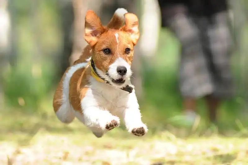 Jack Russell Terrier
