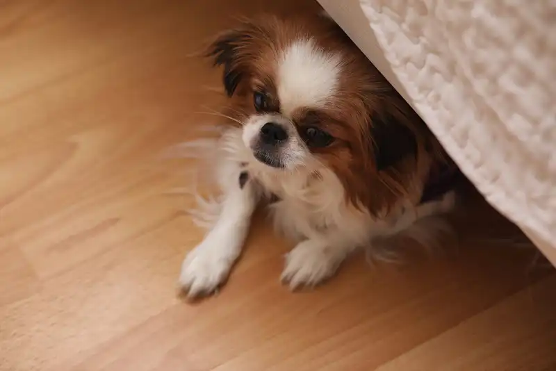 Japanese Chin