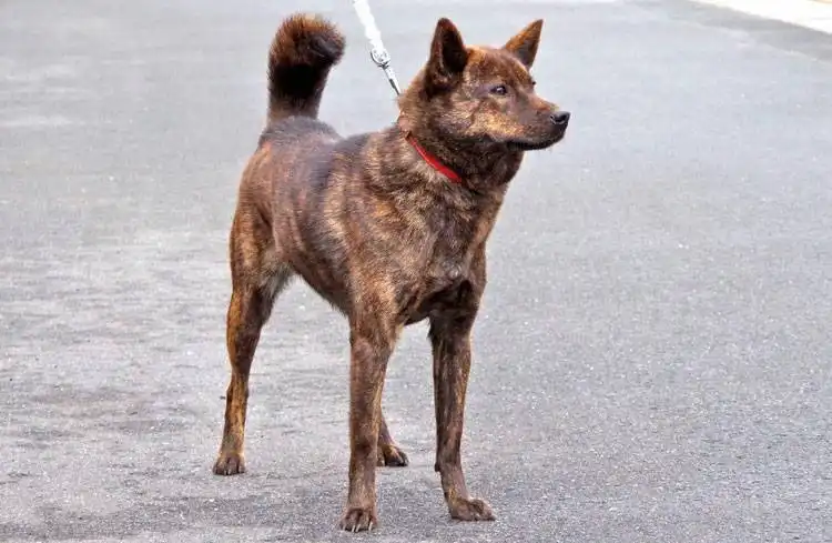 Kai-inu 