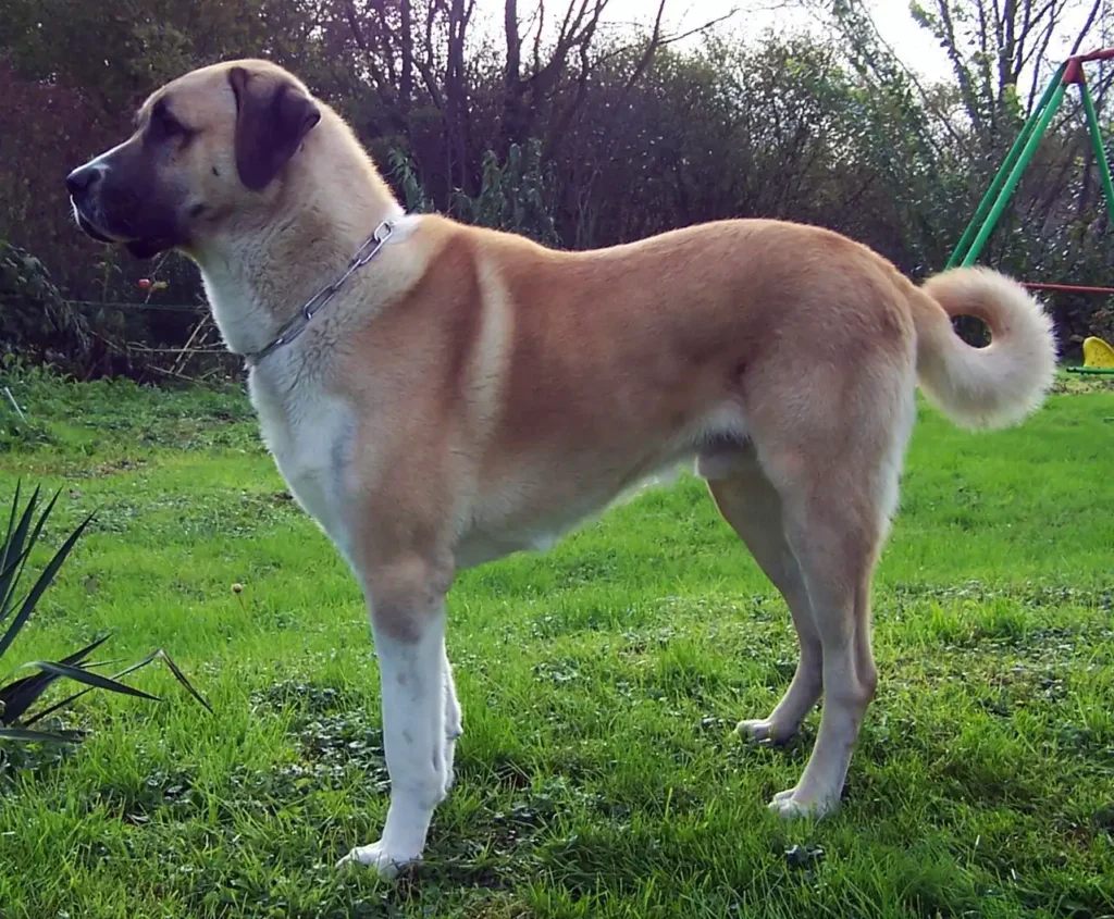 Kangal