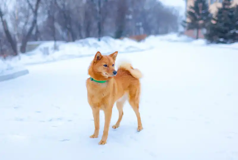 Karelo-Finnish Laika 