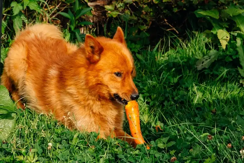 Karelo-Finnish Laika