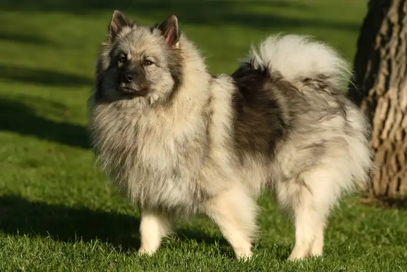 Keeshond