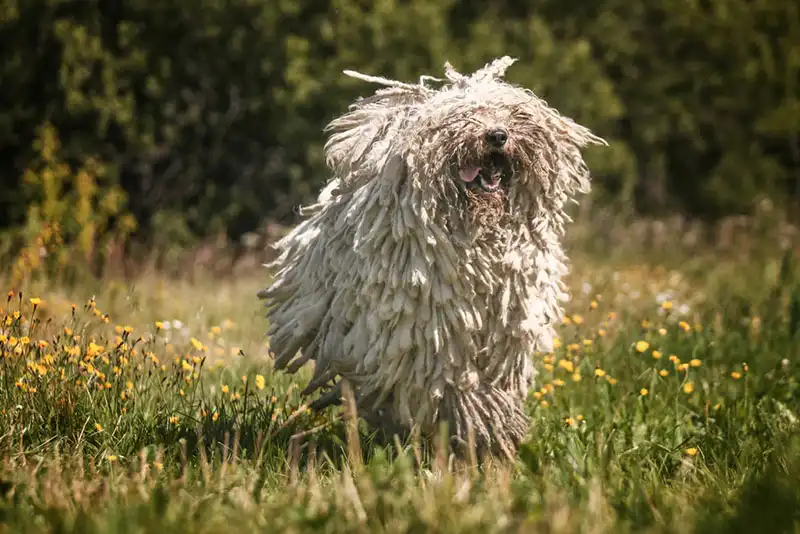 Komondor 