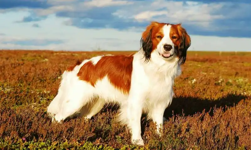 Kooikerhondje