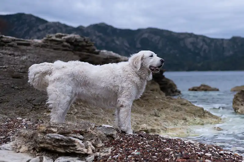 Kuvasz