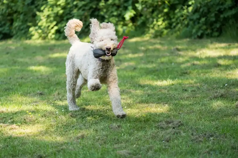 Labradoodle