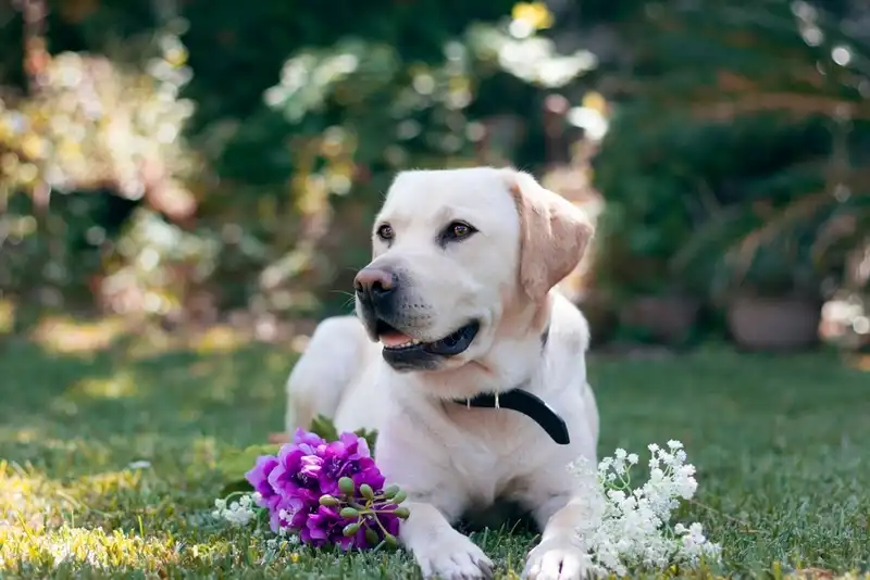Labrador Retriever