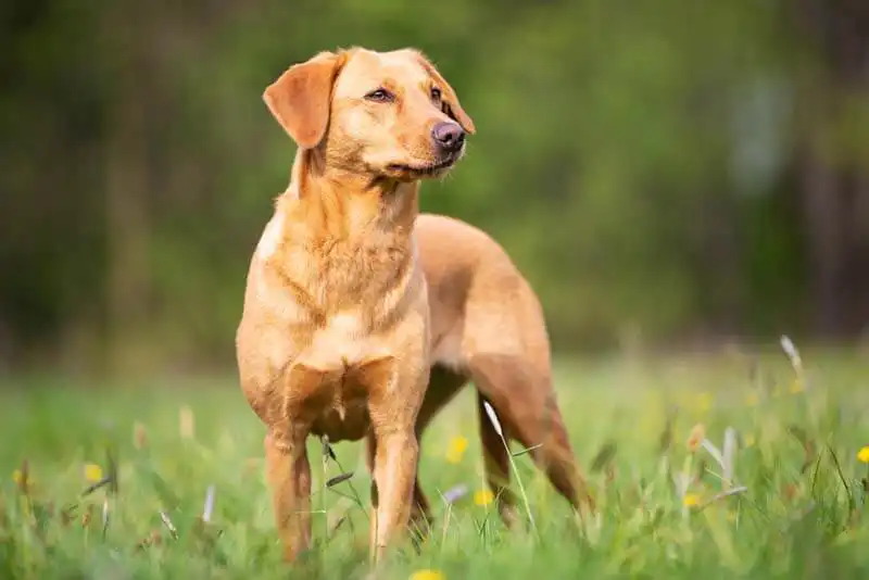 Labrador Retriever 