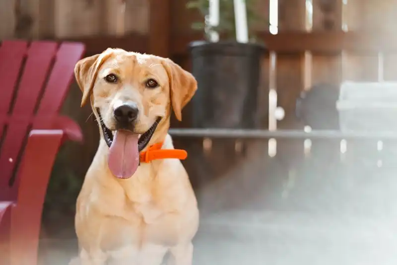 Labrador Retriever