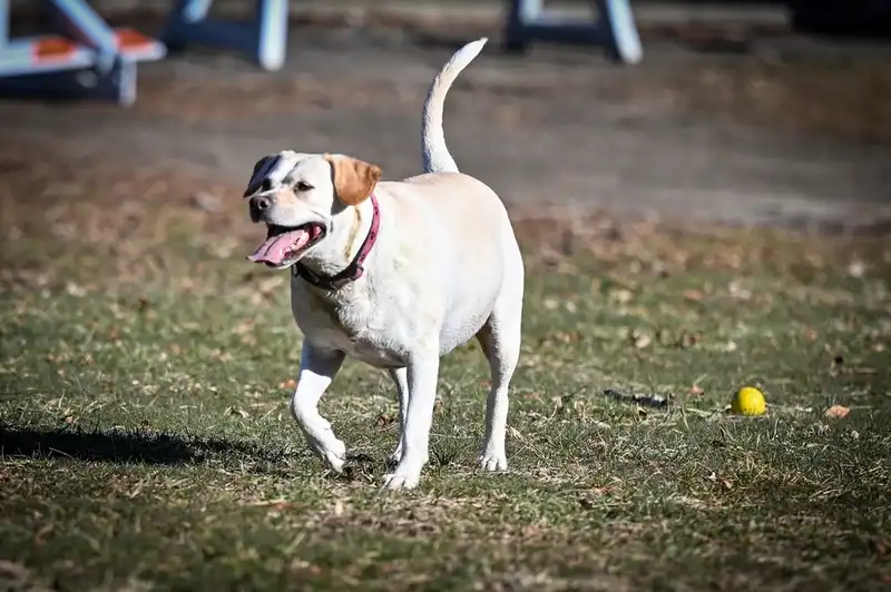 Labrador Retriever