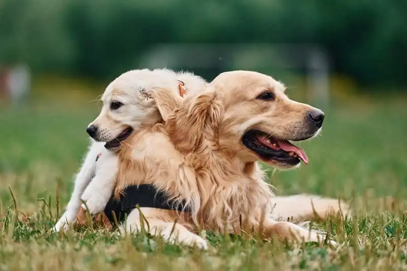 Labrador and a Retriever