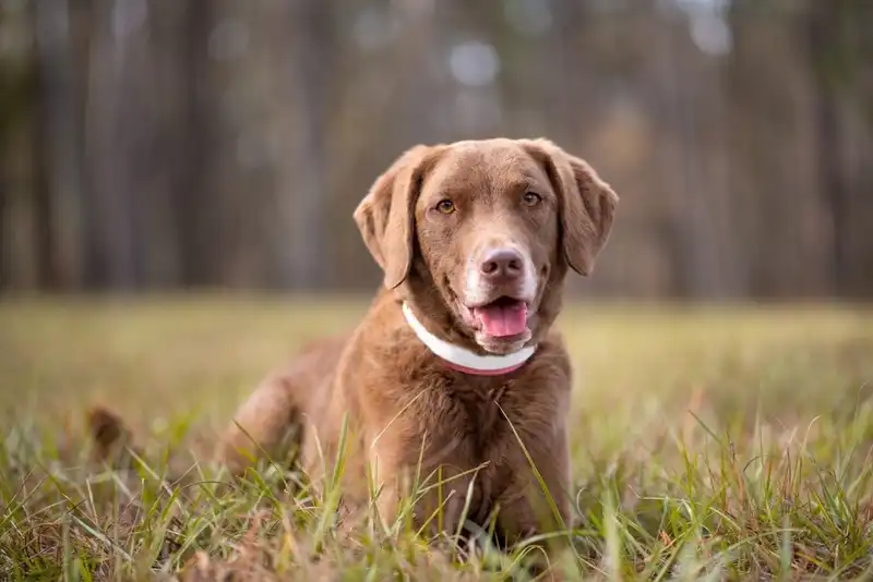 Labrador and a Retriever