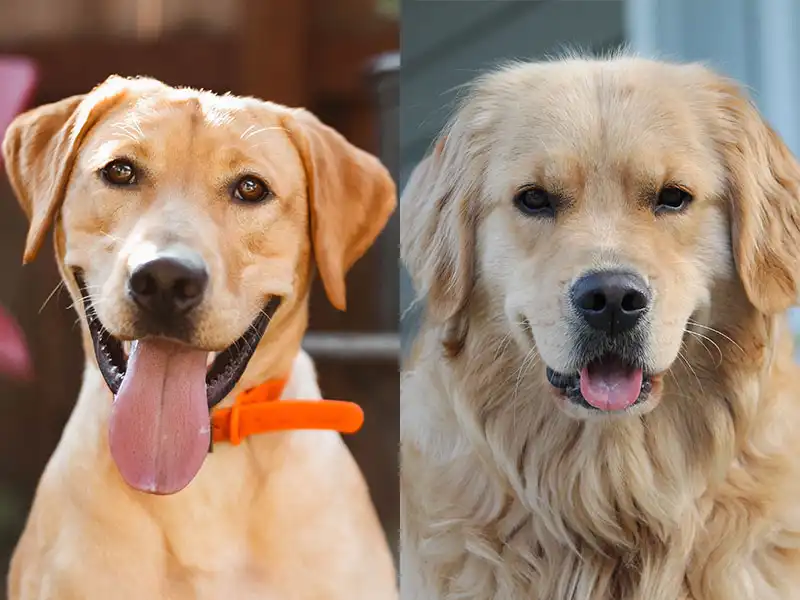 Labrador and a Retriever